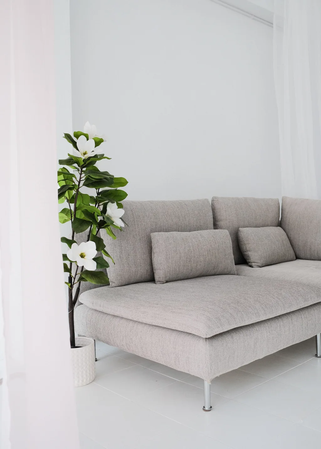 Grey sofa and fig tree against a white wall