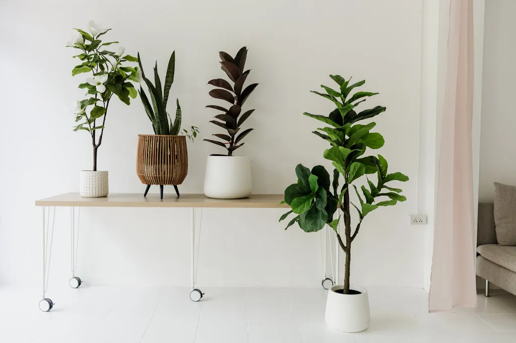 Potted fiddle-leaf fig and house plants along a long white table in the natural light studio
