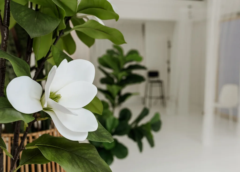 White magnolia flowers and fiddle-leaf fig leaves close up
