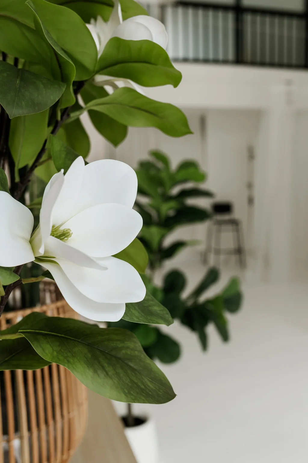 White magnolia flowers and fig leaves in the studio